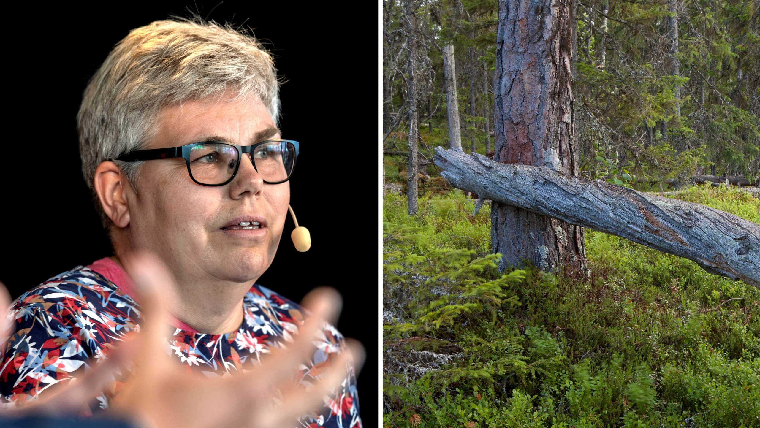 MP:s ilska om skogen: ”De kringgår lagen”